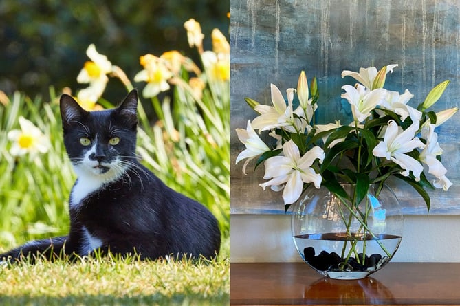 Lilies poisonous to cats