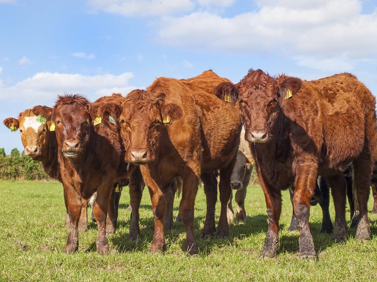 Cows