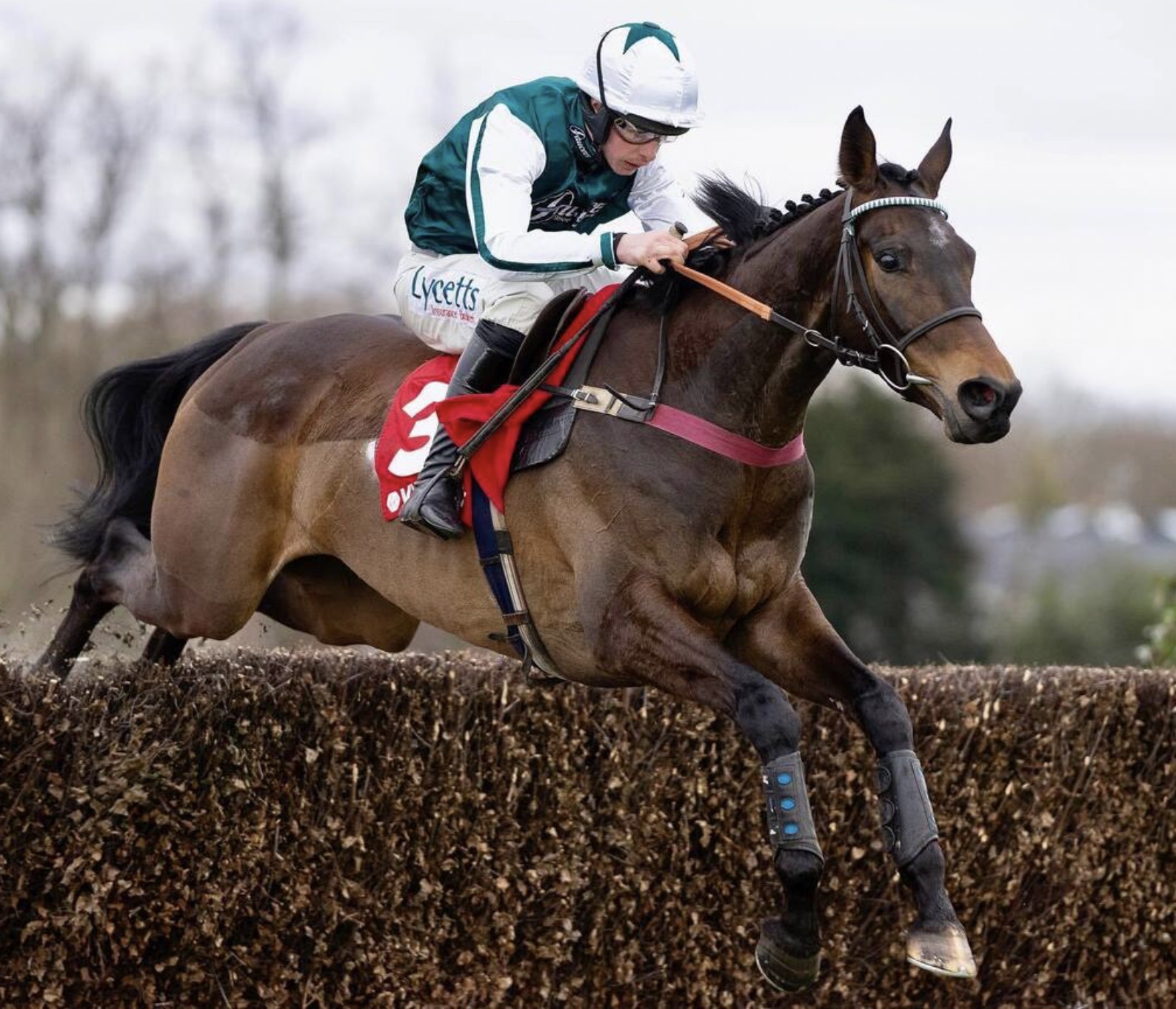 High hopes for Venetia’s stable at Cheltenham Festival