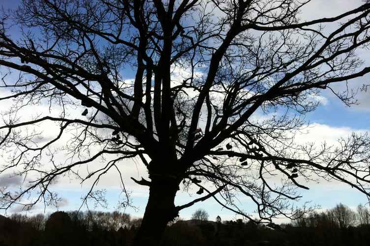 The original trainer tree!