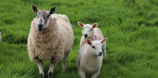 Chance for farmers to catch up at Welsh Sheep 25