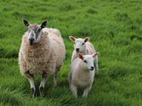 Chance for farmers to catch up at Welsh Sheep 25