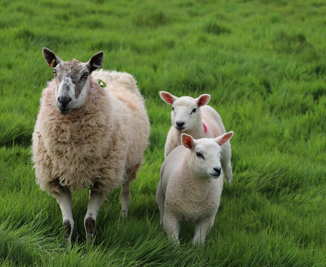 Chance for farmers to catch up at Welsh Sheep 25