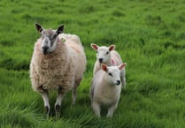 Chance for farmers to catch up at Welsh Sheep 25
