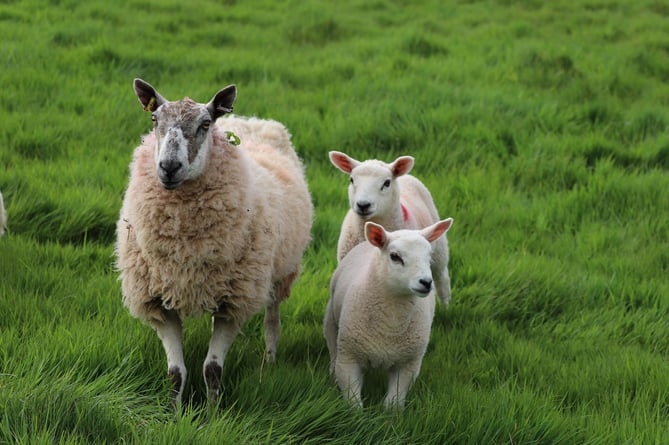 Police have warned dog owners to keep their pets on a lead around sheep. © 7200918/Pixabay