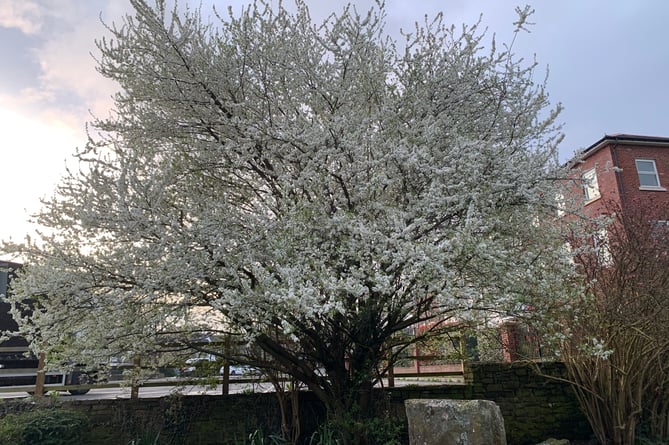 Blossom Tree in Swan Meadows 