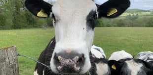 
What’s wrong with Monmouthshire milk MCC? 
