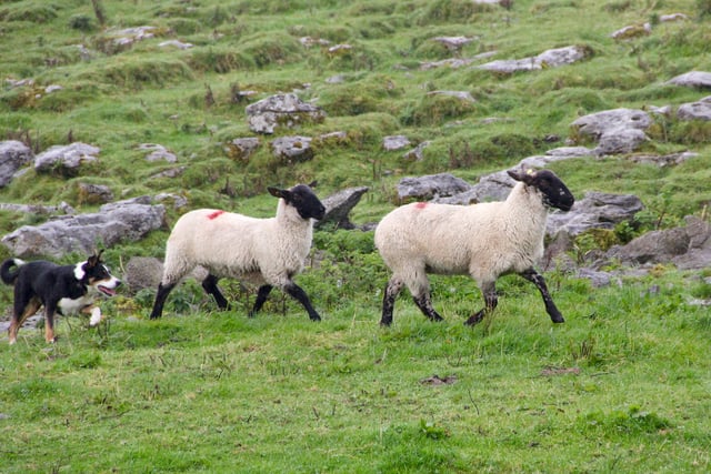 Welsh farmers fear dog attacks on sheep this Easter