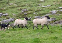 Welsh farmers fear dog attacks on sheep this Easter