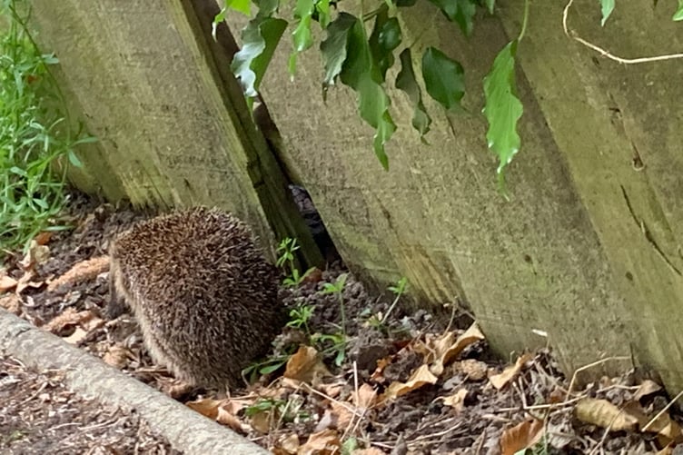 A hedgehog
