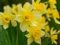 Lynne Allbutt: Spring in a time for mellow yellows in the Garden