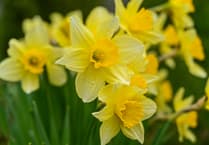 Lynne Allbutt: Spring in a time for mellow yellows in the Garden