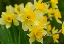 Lynne Allbutt: Spring in a time for mellow yellows in the Garden