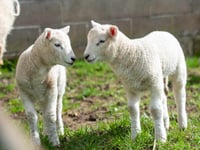 “Concerning trend” at abattoirs see prime lamb number fall