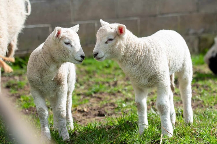 Easter treats down on the farm