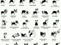 Learning to read your dog's body language with dog expert Tracey Prall