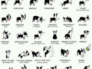 Learning to read your dog's body language with dog expert Tracey Prall