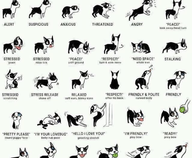 Learning to read your dog's body language with dog expert Tracey Prall