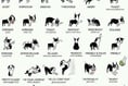 Learning to read your dog's body language with dog expert Tracey Prall