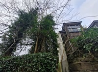 Blaenavon local calls to fell two Ash trees