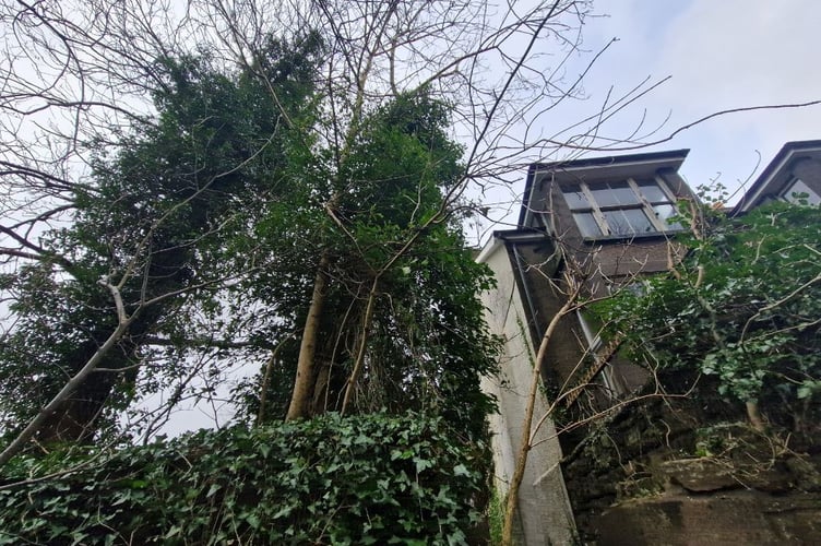 An application has been made to fell these Ash trees which are close to neighbouring home which it\'s feared they could hit.