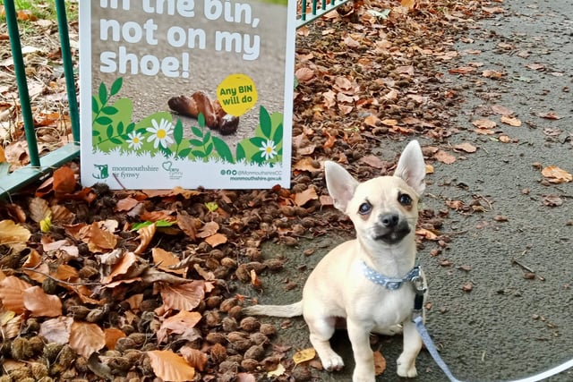 No fines until dog ban signs are put up
