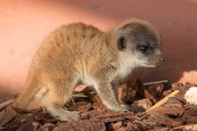 This meerkat pup was rescued after being separated from its mother.jpg