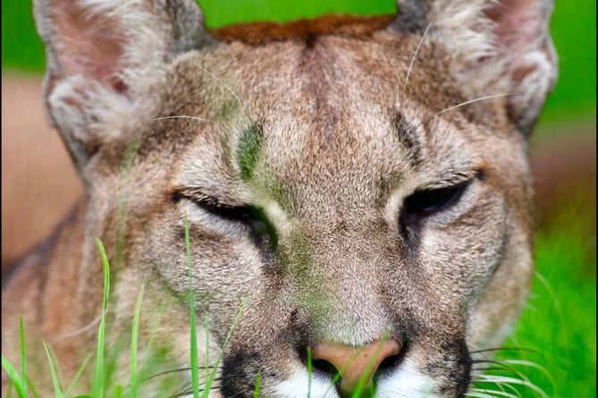 The grass is greener for this mountain lion at WildSide Exotic
