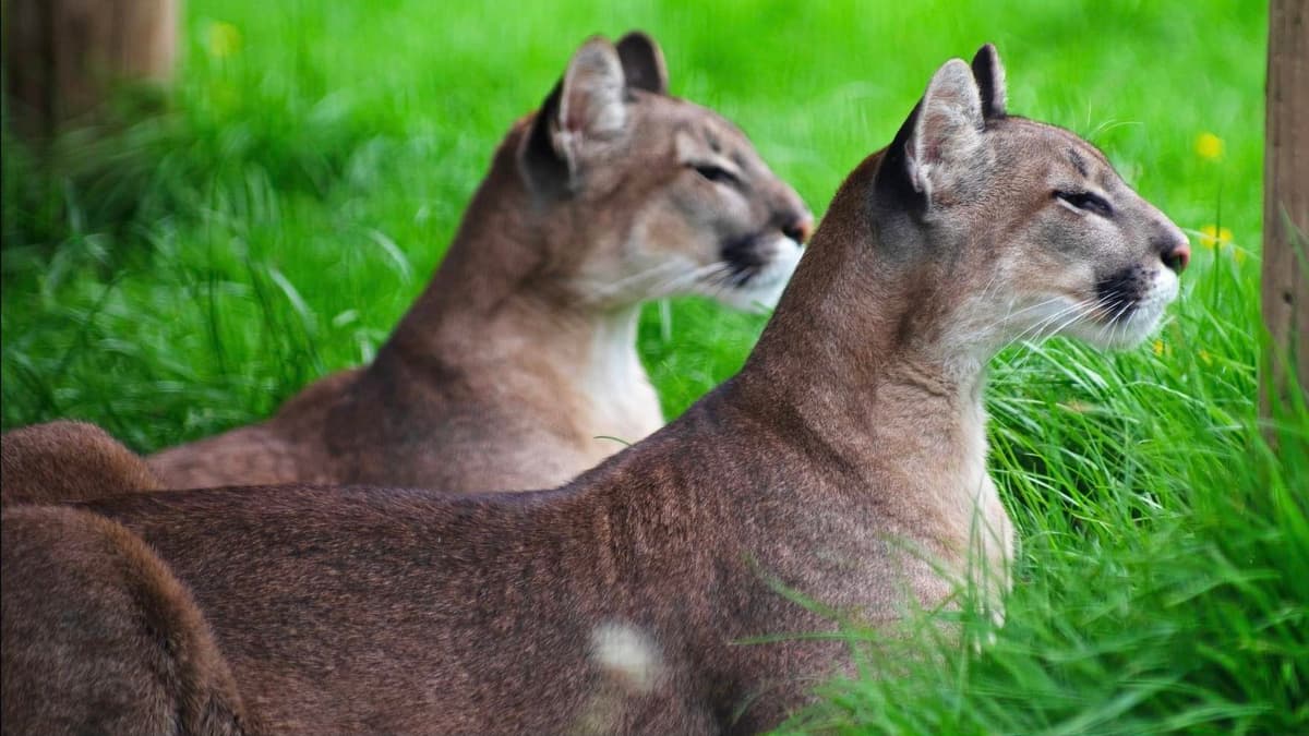 A walk on the WildSide for exotic ‘pets’ saved from homes