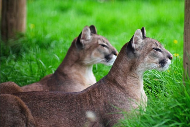 A walk on the WildSide for exotic 'pets' saved from homes