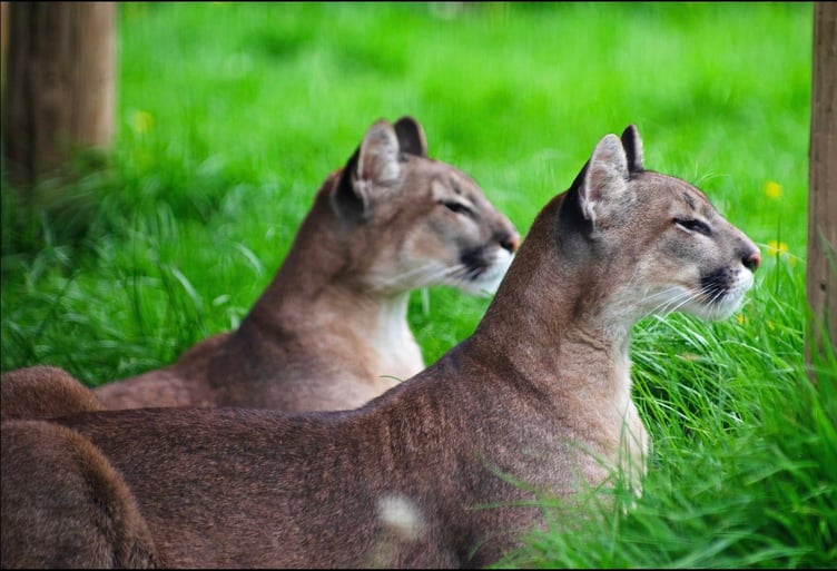 Other mountain lions already living at the sanctuary survey their surroundings