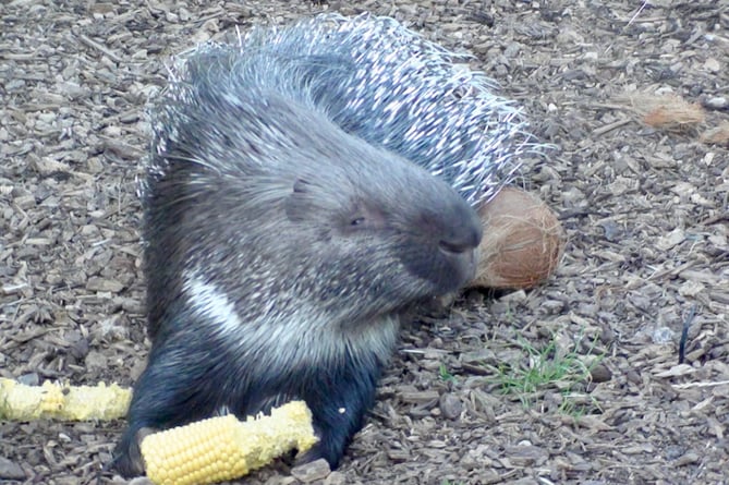 A porcupine enjoys a sweetcorn