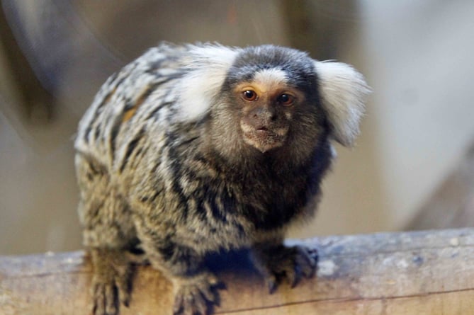 A marmoset saved from living in a bedroom where it was fed biscuits and sweets .jpg