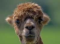 Go glamping with alpacas