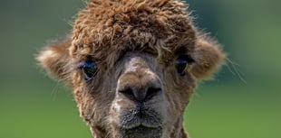 Go glamping with alpacas