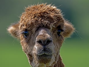 Go glamping with alpacas