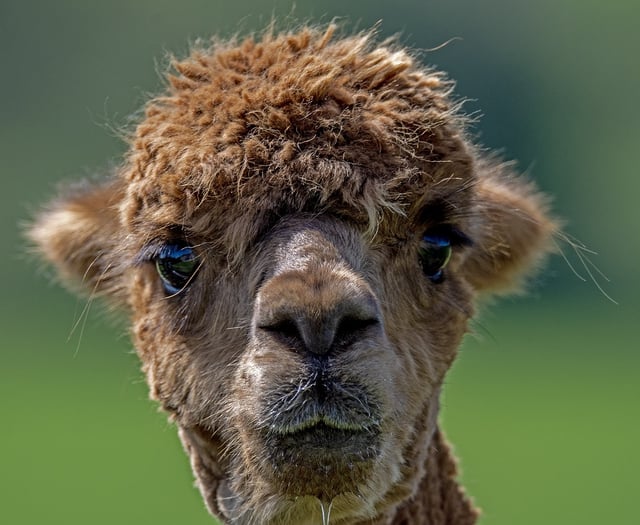 Go glamping with alpacas