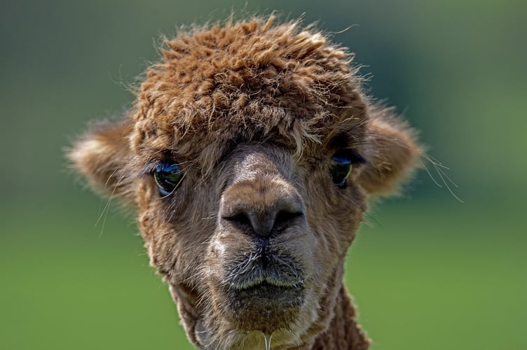 Alpaca