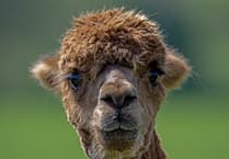 Go glamping with alpacas
