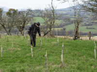 Abergavenny based charity continue mission to plant 1 million trees