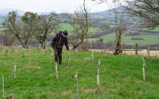 Jim Beavan, farmer in the Brecon Beacons checks some of the saplings he planted last year.