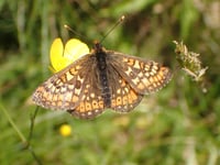 NRW to reduce May mowing to tackle nature crisis