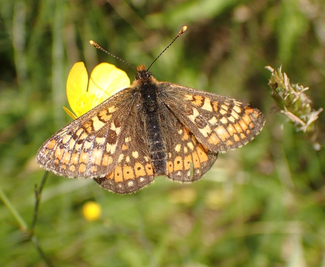 NRW to reduce May mowing to tackle nature crisis