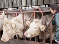 FUW presents options to on-farm slaughter to  Bovine TB group
