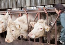 FUW presents options to on-farm slaughter to newly established Bovine TB  Group
