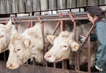 FUW presents options to on-farm slaughter to  Bovine TB group
