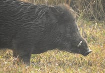 
Abergavenny man’s wild boar hunt ends badly 