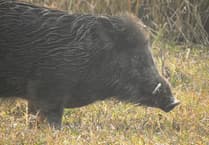 
Abergavenny man’s wild boar hunt ends badly 
