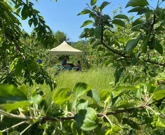 Welcome to Abergavenny Orchard’s spring blossom picnic