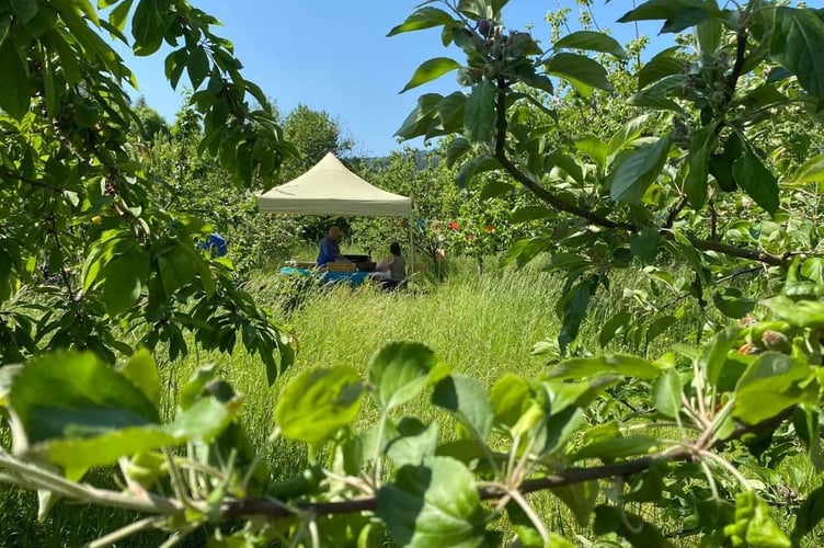 orchard